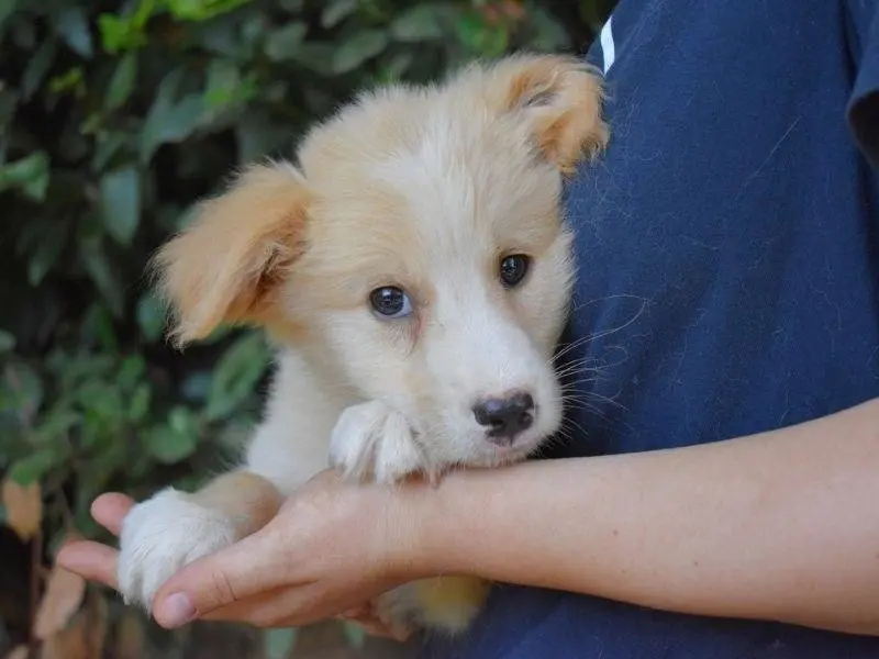 Adotta un cane, maschio, 5 mesi, Roma