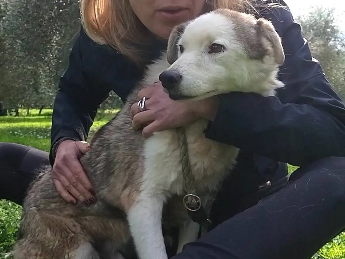Adozione cane, maschio, Razza sconosciuta Razza sconosciuta, 12 anni e 11 mesi, taglia media, Roma