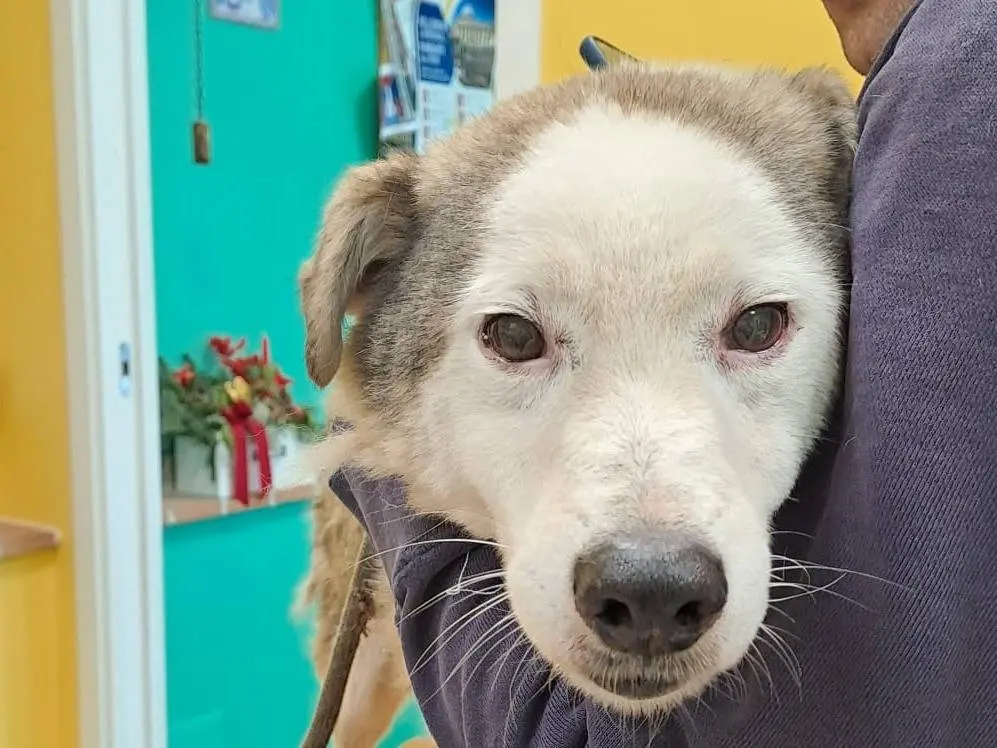 Adotta il cane Gengis Can a Roma