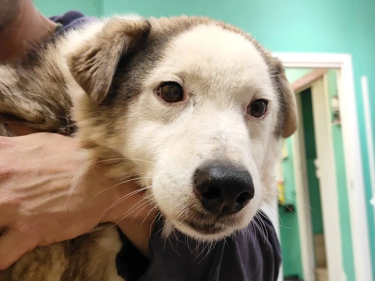 Adotta un cane, maschio, 12 anni e 11 mesi, Roma