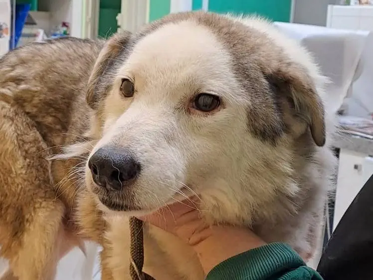 Adotta un cane, taglia media, maschio, Roma