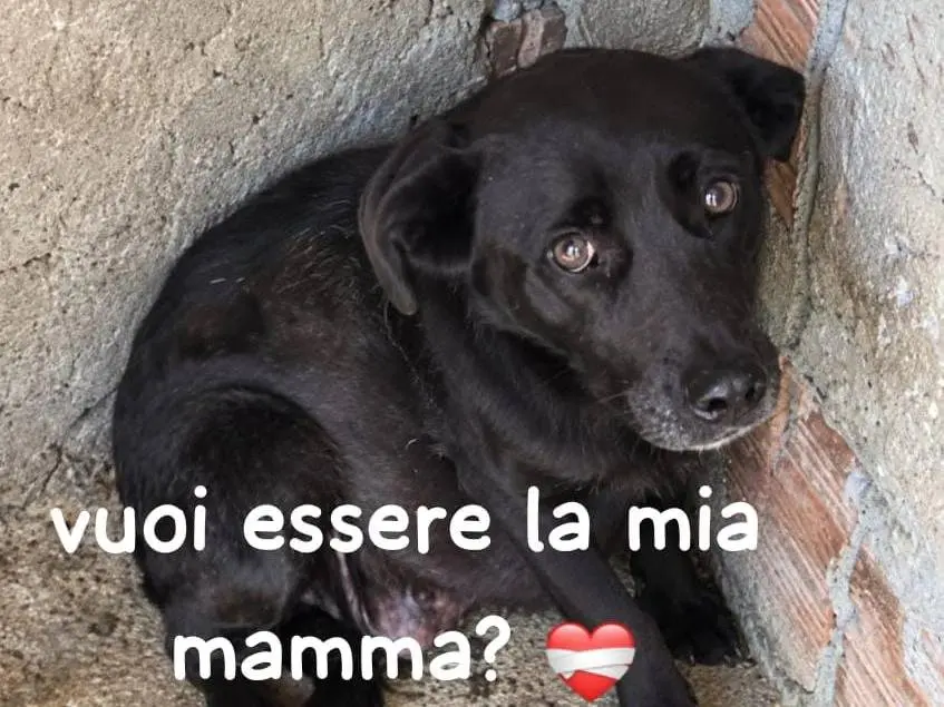 Adozione cane, femmina, Razza sconosciuta Razza sconosciuta, 10 anni e 1 mese, taglia media, Torino
