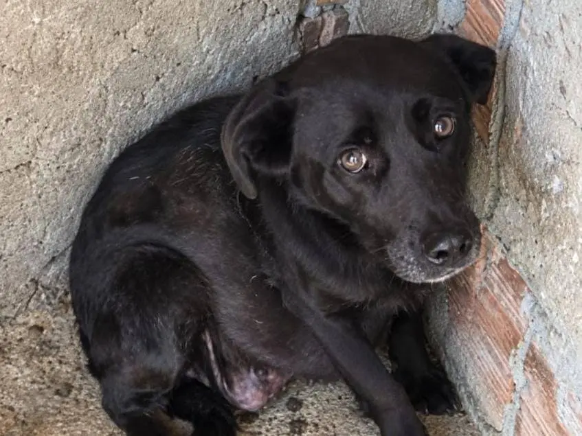 Adotta un cane, femmina, 10 anni e 1 mese, Torino
