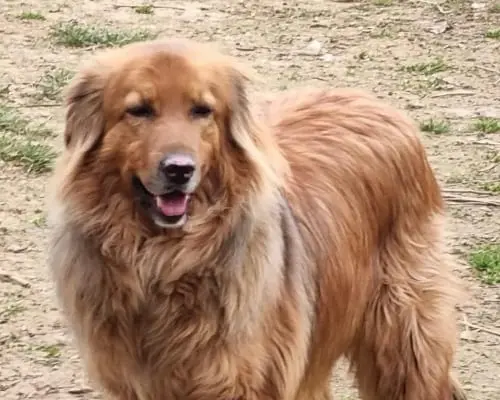 Adotta un cane, maschio, 8 anni e 9 mesi, Bergamo