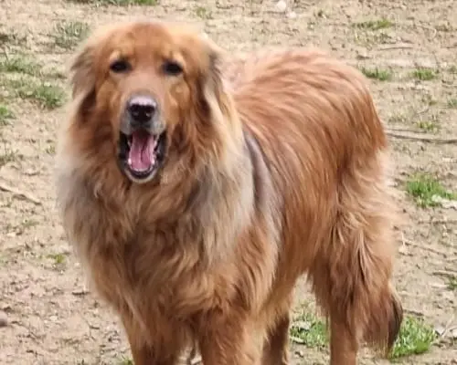 Adozione cane, maschio, meticcio, 8 anni e 9 mesi, taglia grande, Bergamo