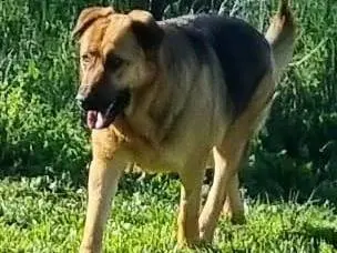 Vuoi adottare un cane a Roma?