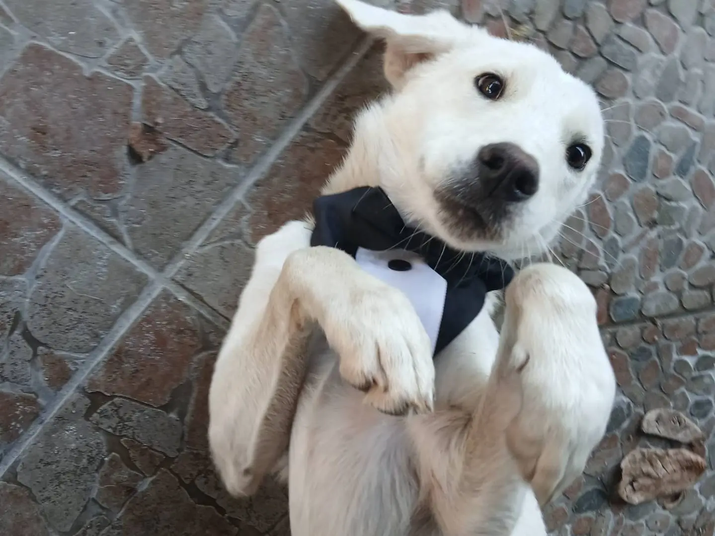 Adozione cane, maschio, Razza sconosciuta Razza sconosciuta, 1 anno e 4 mesi, taglia media, Agrigento