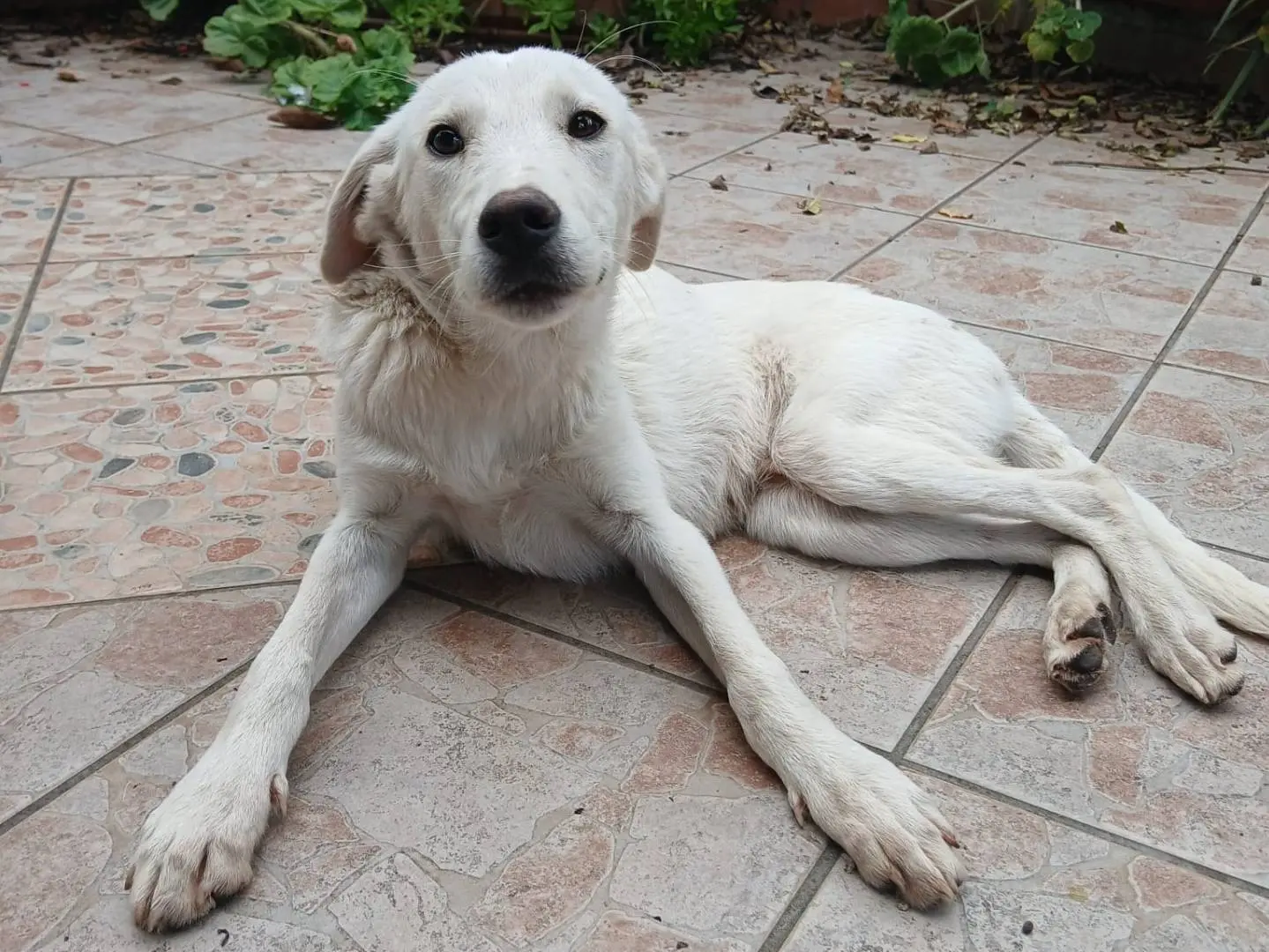 Adotta un cane, maschio, 1 anno e 4 mesi, Agrigento
