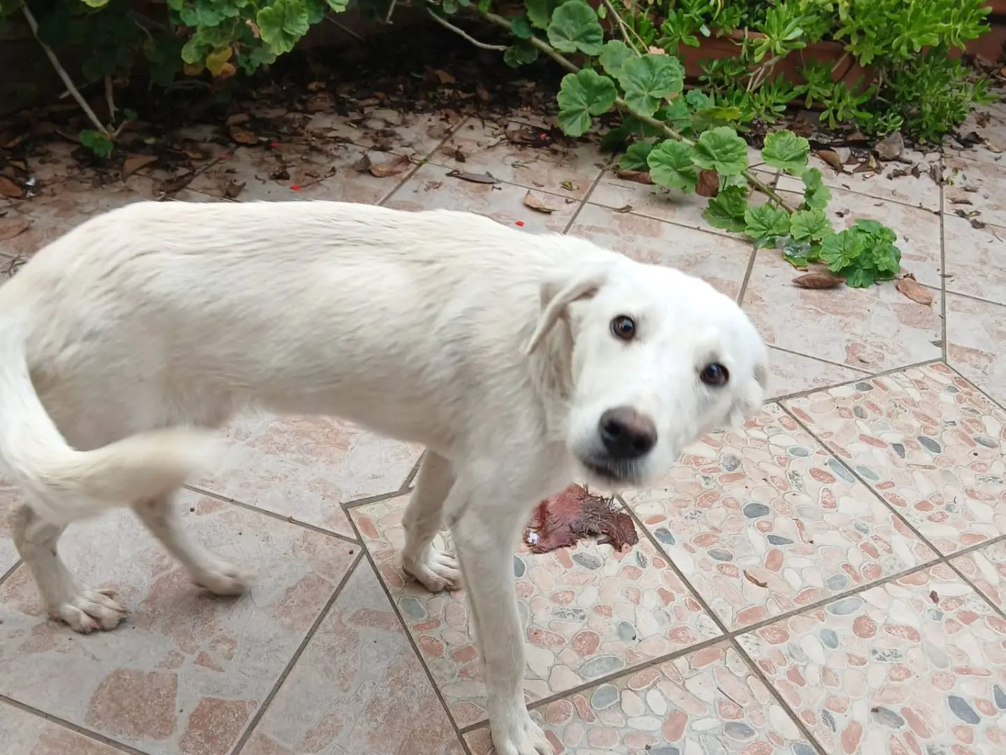 Vuoi adottare un cane a Agrigento?