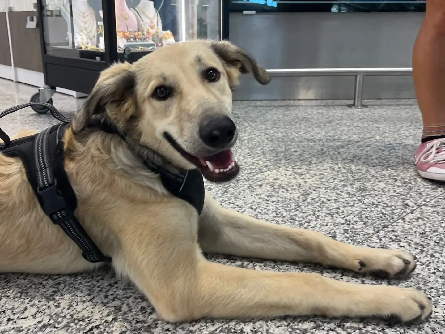 Adotta un cane, taglia media, maschio, Sud