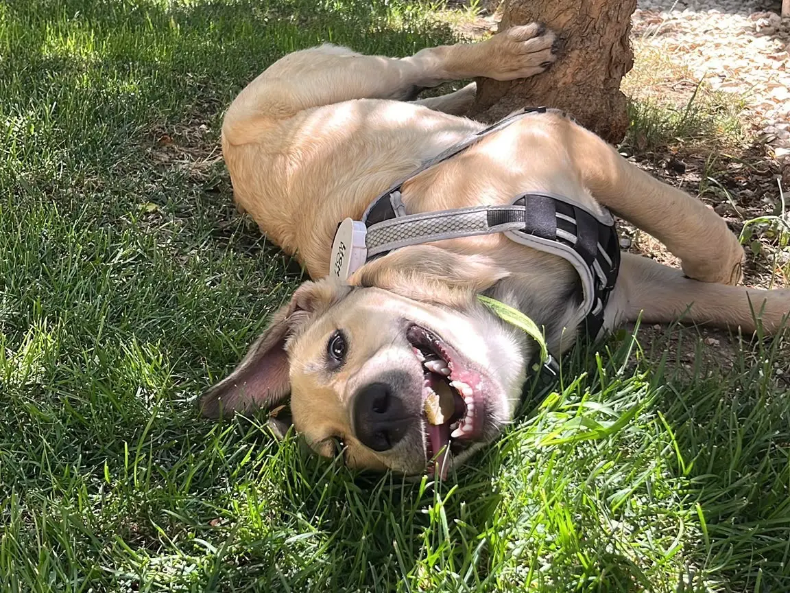 Adotta un cane, maschio, 7 mesi, Sud