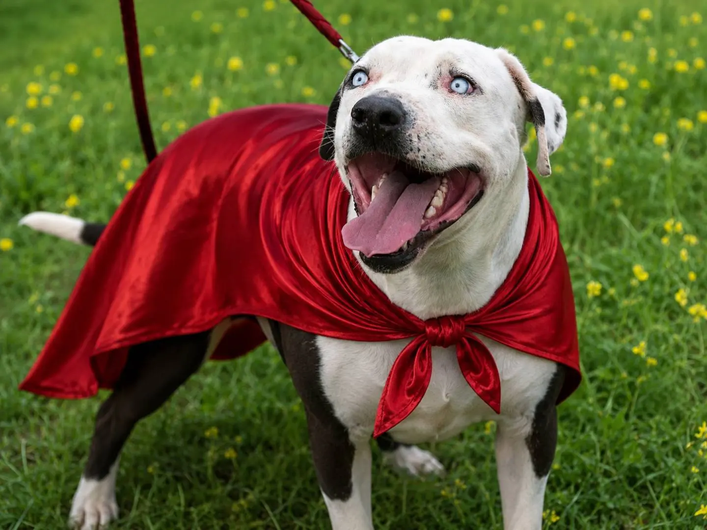 Adozione cane, maschio, American Staffordshire Terrier Razza sconosciuta, 7 anni e 4 mesi, taglia grande, Napoli