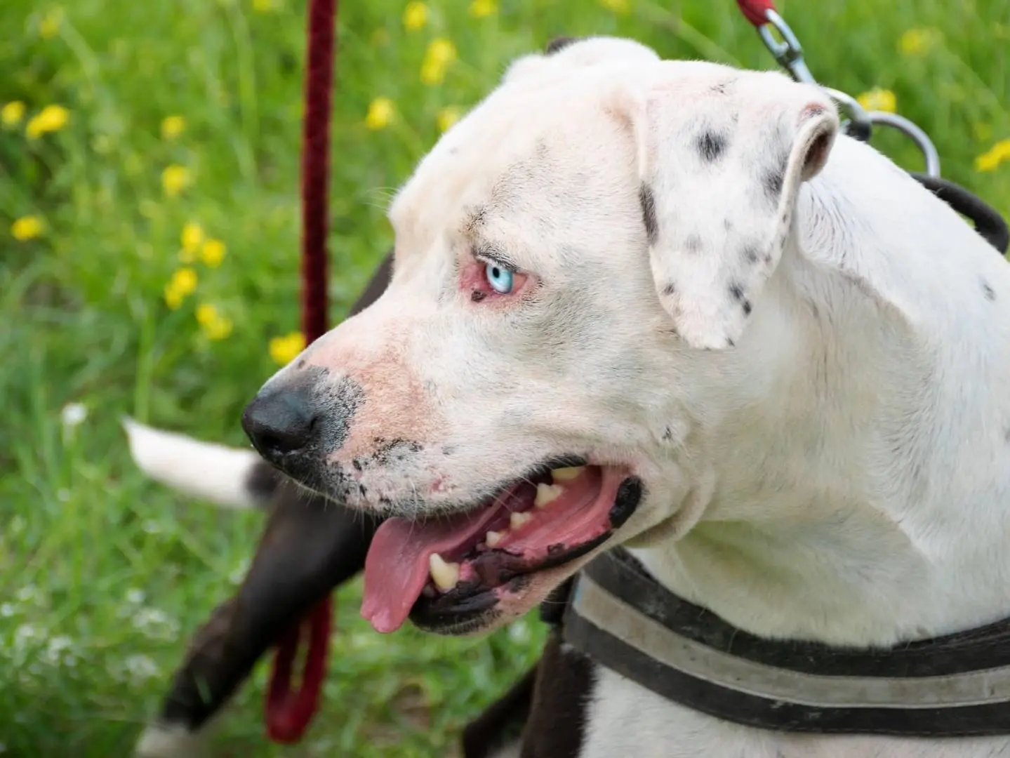 Adotta un cane, taglia grande, maschio, Napoli