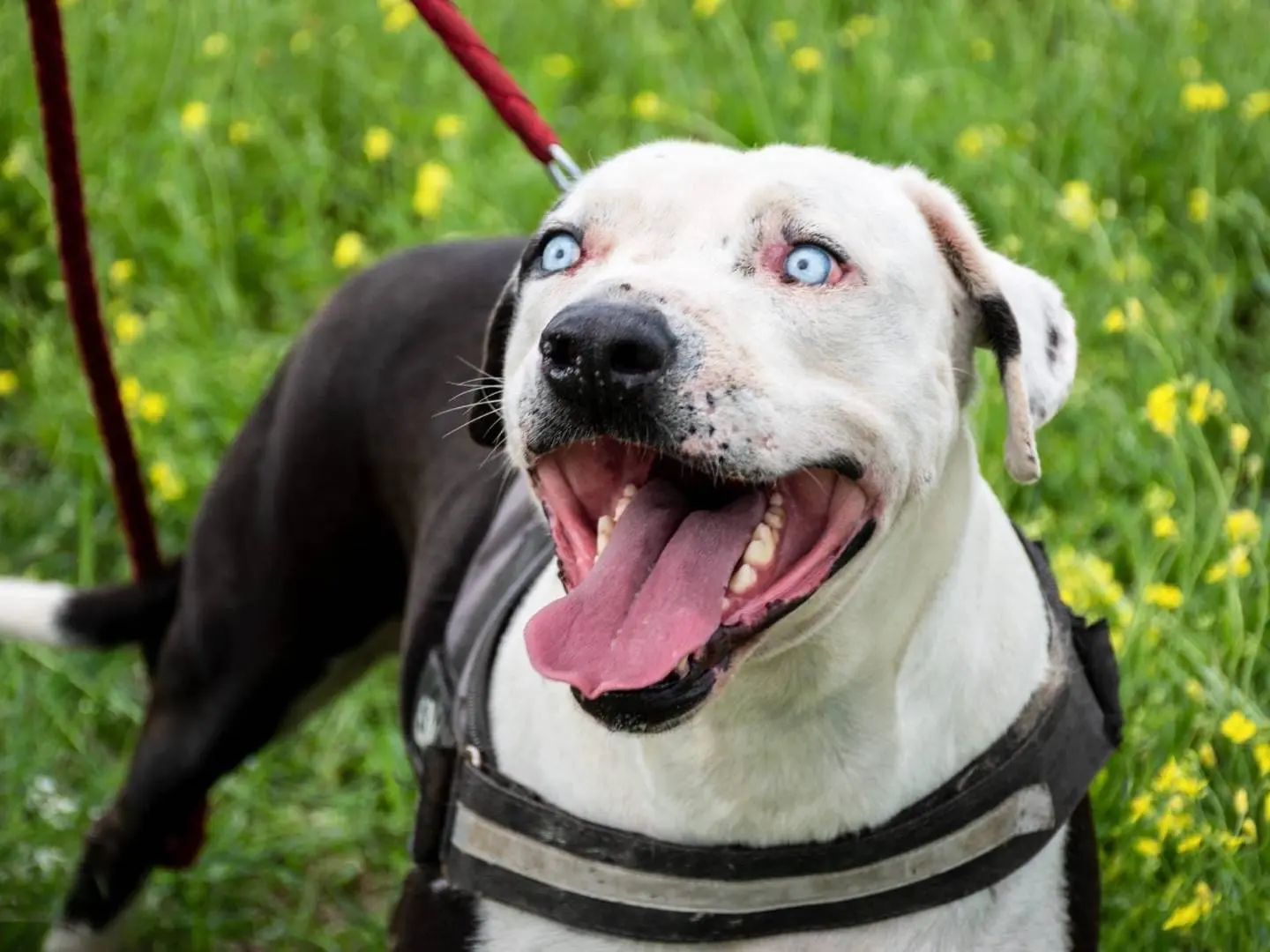 Adotta un cane, maschio, 7 anni e 4 mesi, Napoli
