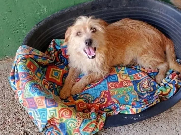 Adozione cane, femmina, Razza sconosciuta Razza sconosciuta, 4 anni e 3 mesi, taglia piccola, Cagliari