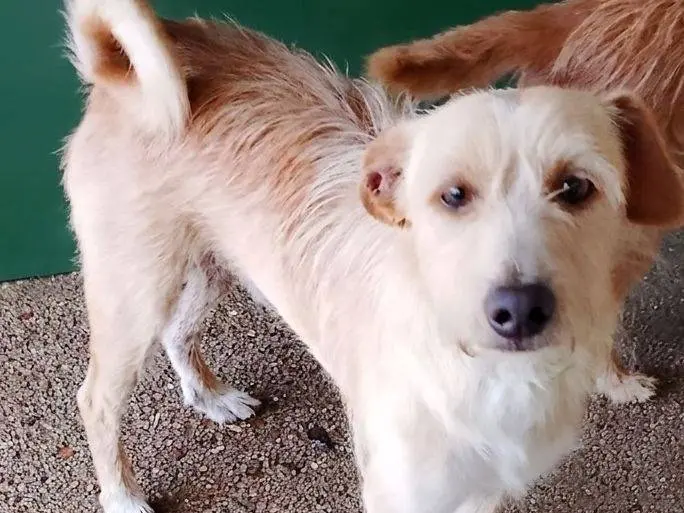 Adotta un cane, femmina, 4 anni e 3 mesi, Cagliari