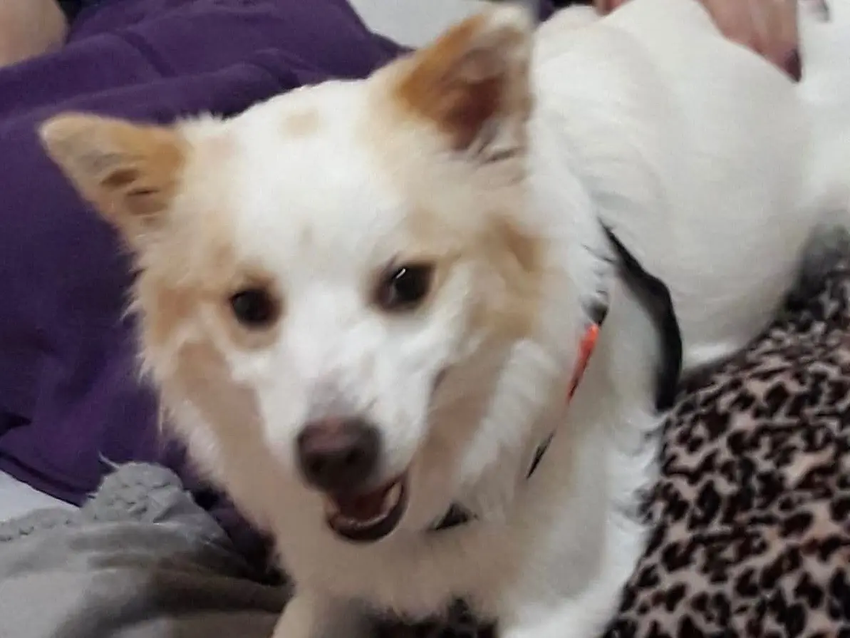 Adotta un cane, maschio, 8 anni e 1 mese, Milano