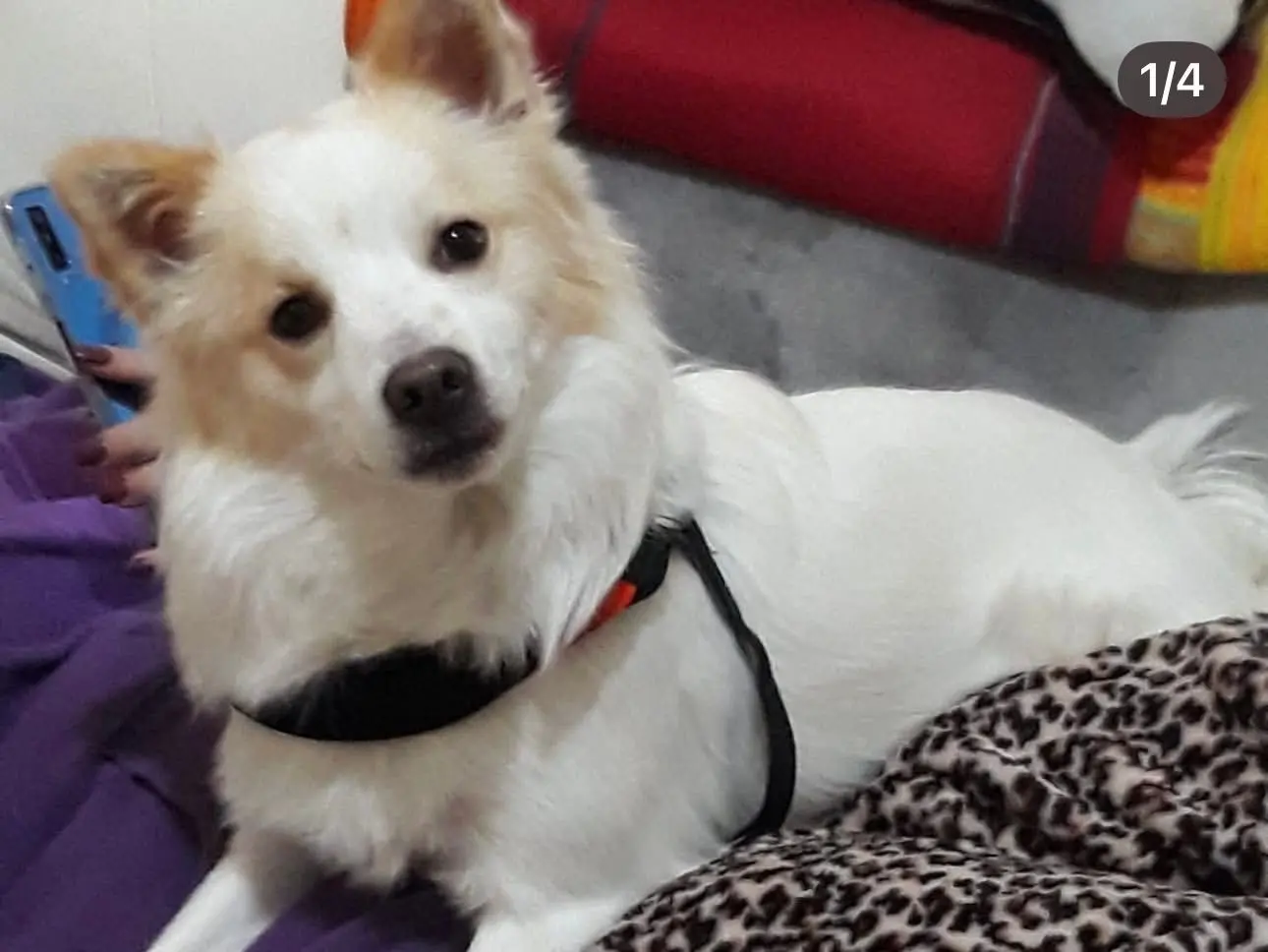 Adozione cane, maschio, Razza sconosciuta Razza sconosciuta, 8 anni e 1 mese, taglia piccola, Milano