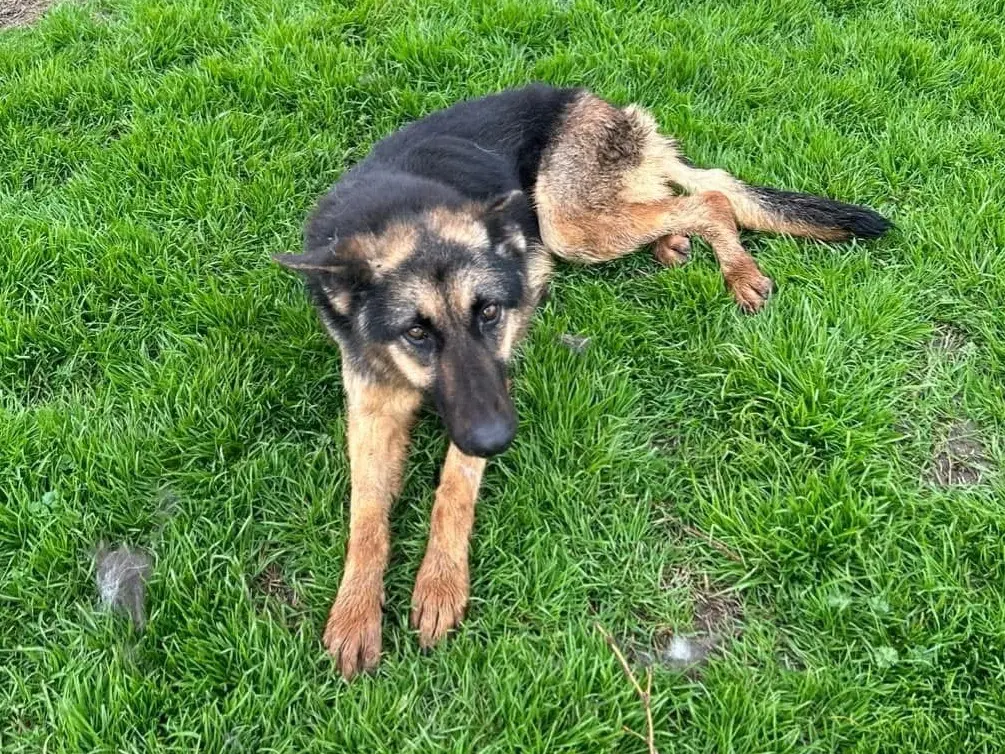 Adotta un cane, taglia media contenuta, femmina, Latina