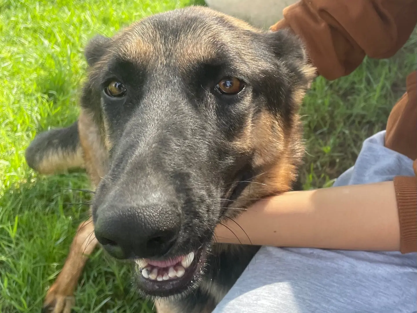 Adozione cane, femmina, Pastore tedesco Razza sconosciuta, 5 anni e 6 mesi, taglia media contenuta, Latina