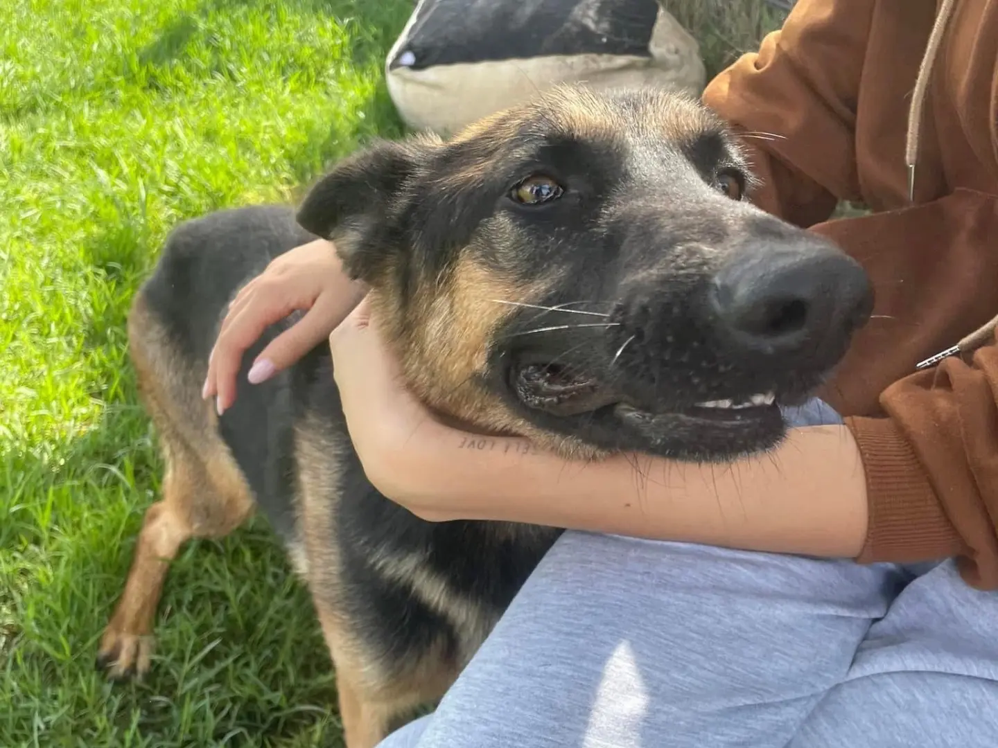Adotta un cane, femmina, 5 anni e 6 mesi, Latina