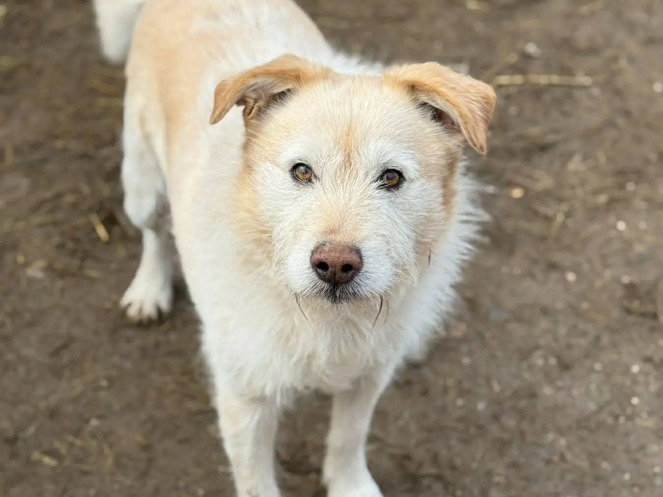 Vuoi adottare un cane a Firenze?