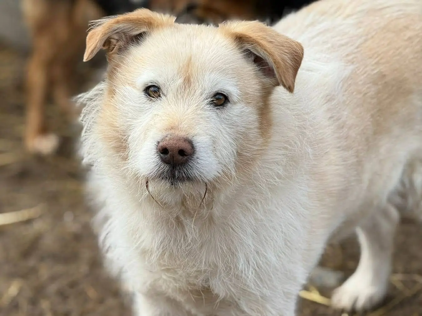 Adotta un cane, maschio, 5 anni e 10 mesi, Firenze