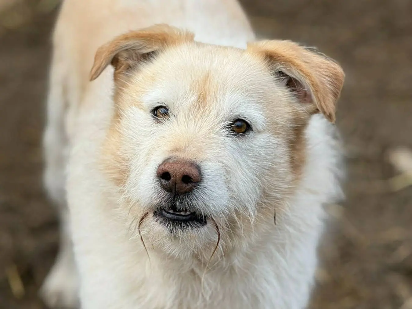 Adotta il cane SUGAR a Firenze