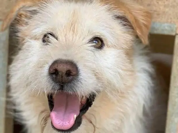 Adozione cane, maschio, Razza sconosciuta Razza sconosciuta, 5 anni e 10 mesi, taglia media, Firenze