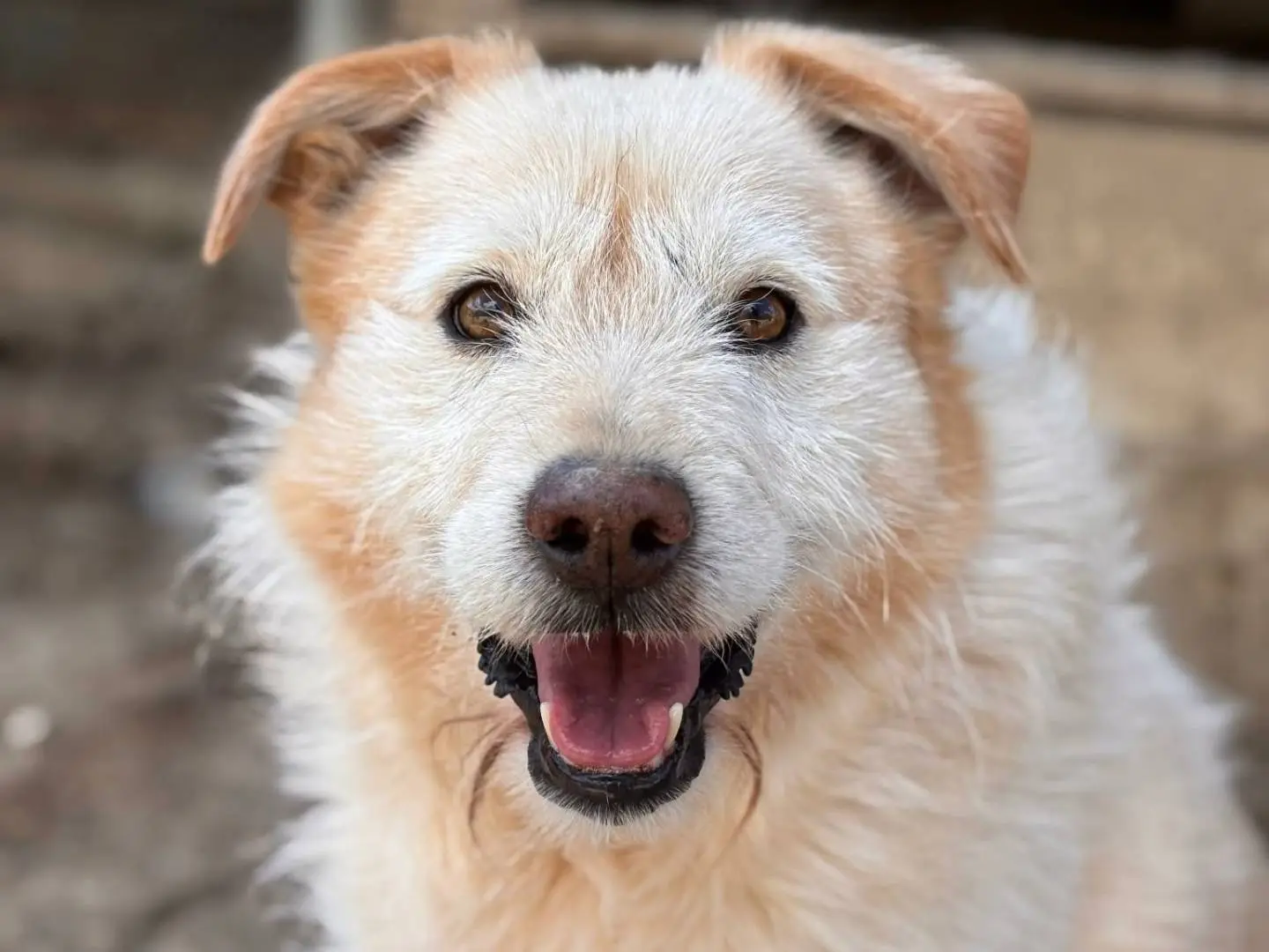 Adotta un cane, taglia media, maschio, Firenze