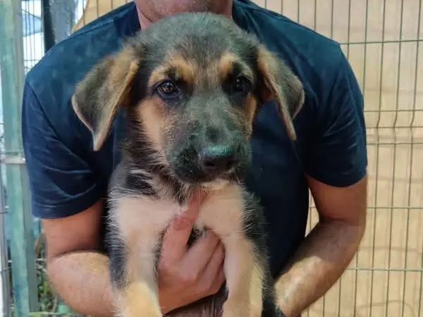 Adozione cane, maschio, Razza sconosciuta Razza sconosciuta, 5 mesi, taglia media, Siracusa