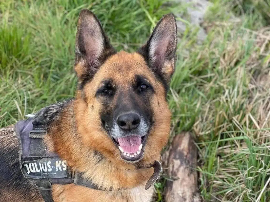 Adotta un cane, taglia grande, femmina, Bergamo