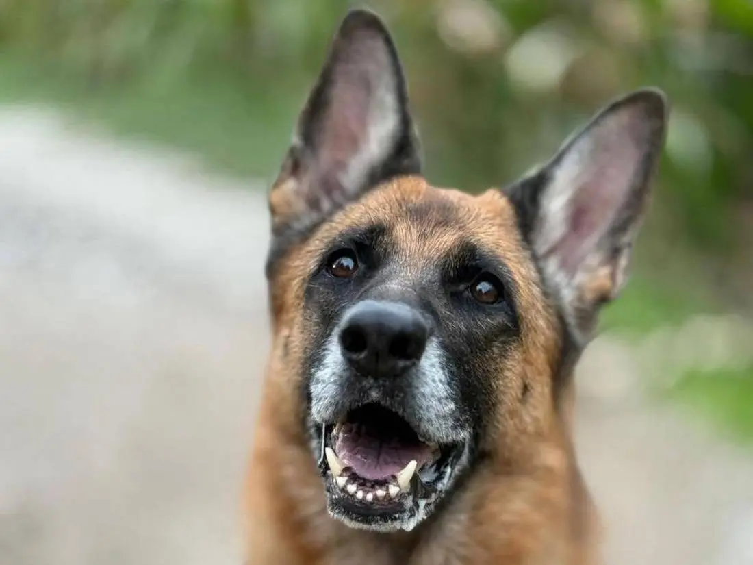 Adozione cane, femmina, Pastore tedesco Razza sconosciuta, 8 anni e 10 mesi, taglia grande, Bergamo
