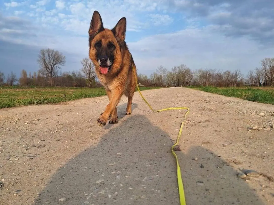 Adotta un cane, femmina, 8 anni e 10 mesi, Bergamo