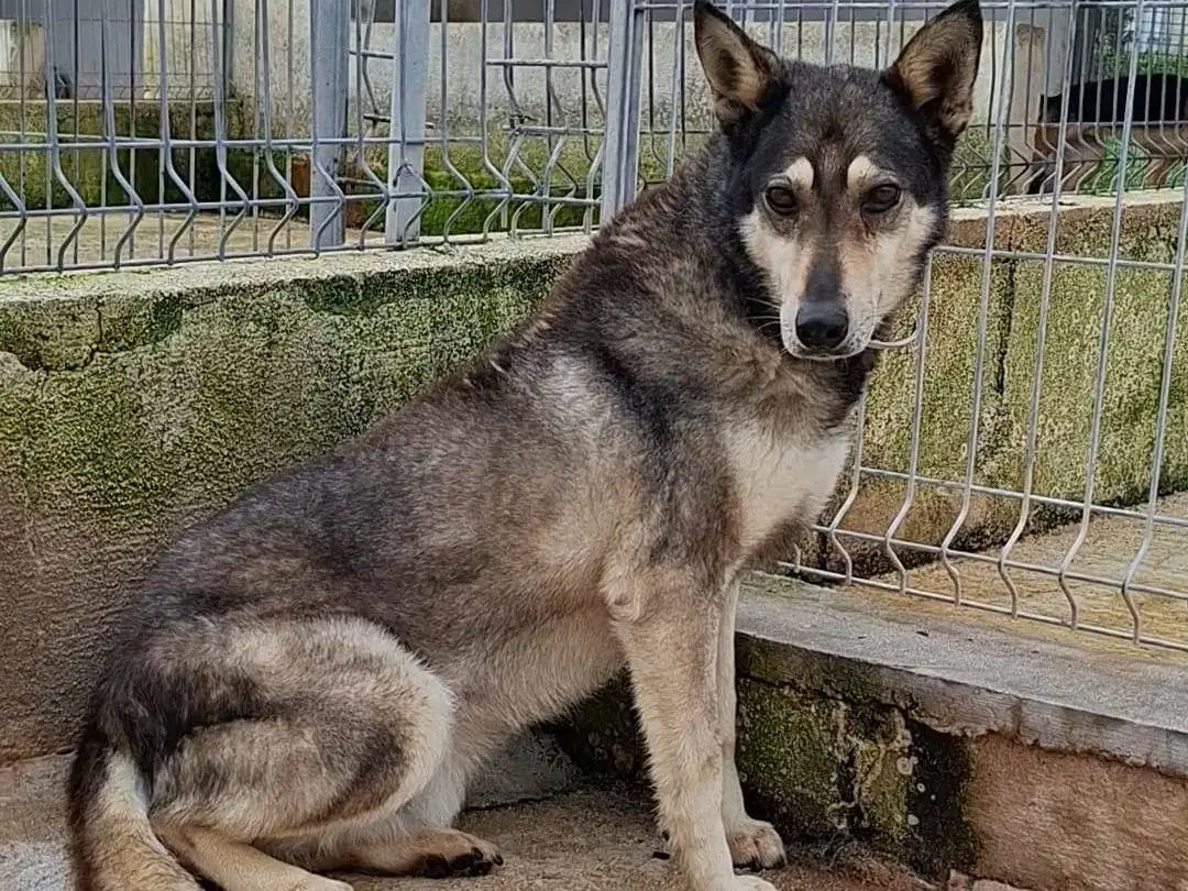 Adotta il cane Lupo a Bari