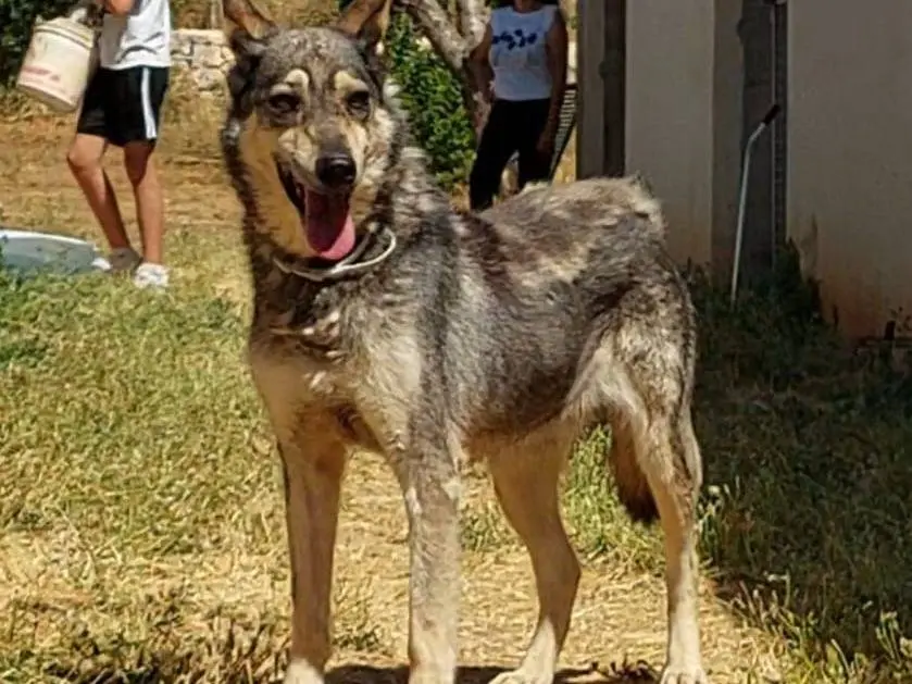 Vuoi adottare un cane a Bari?