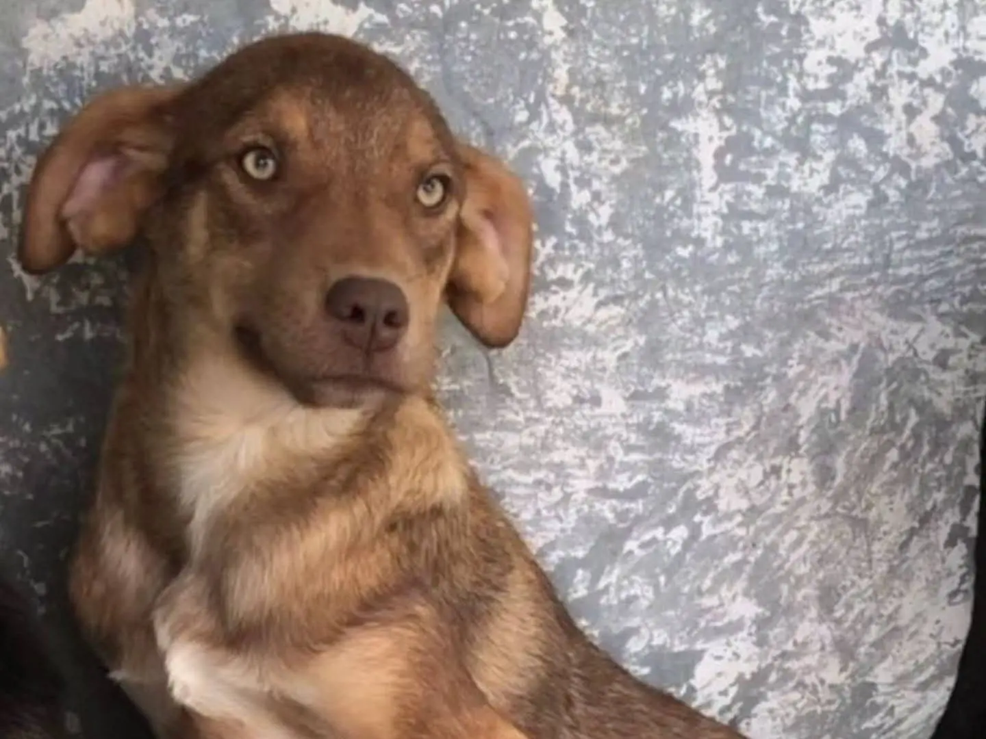 Adozione cane, femmina, Razza sconosciuta Razza sconosciuta, 1 anno, taglia media contenuta, Torino