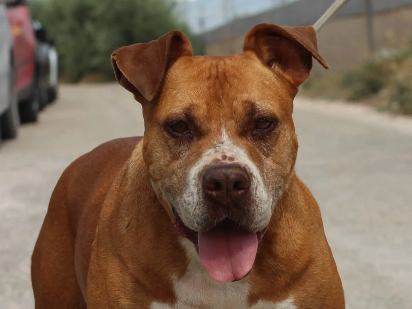 Adotta il cane Camelia a Bari