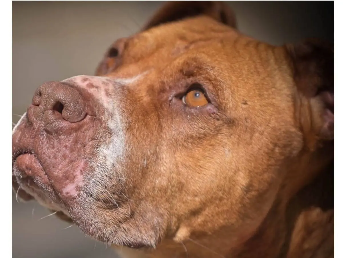 Adotta un cane, femmina, 9 anni e 6 mesi, Bari
