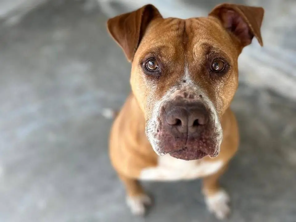 Adozione cane, femmina, Pitbull Razza sconosciuta, 9 anni e 6 mesi, taglia media, Bari