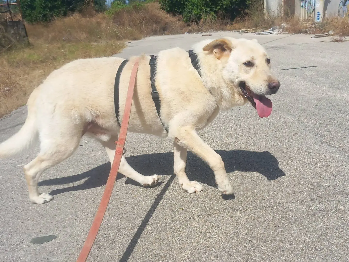 Adotta un cane, maschio, 10 anni e 4 mesi, Barletta