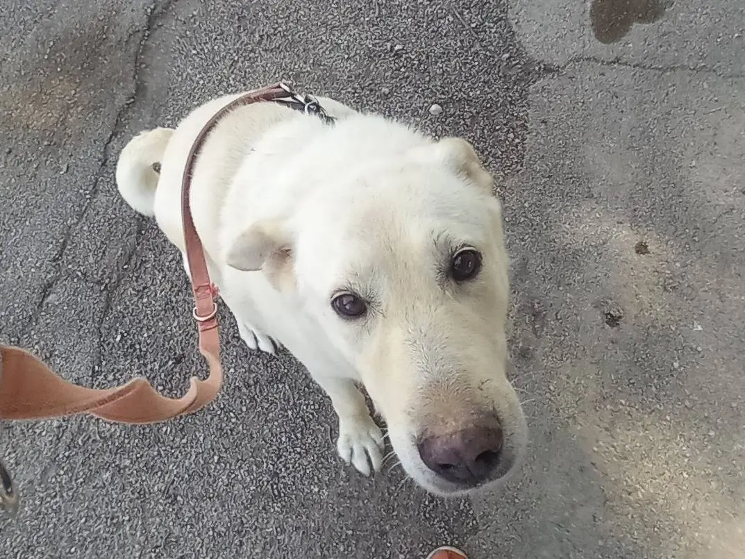 Adozione cane, maschio, meticcio, 10 anni e 4 mesi, taglia grande, Barletta