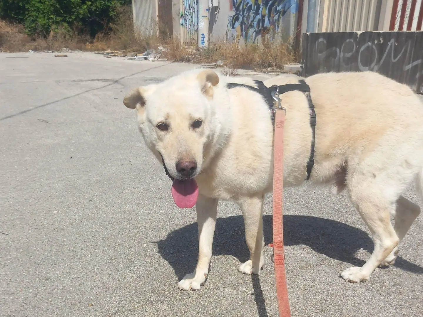 Adotta un cane, taglia grande, maschio, Barletta