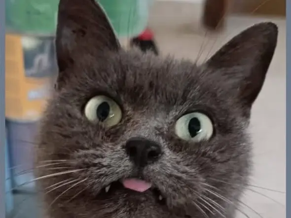 Adozione gatto, femmina, Razza sconosciuta Razza sconosciuta, 7 anni e 9 mesi, taglia non valida, Verona