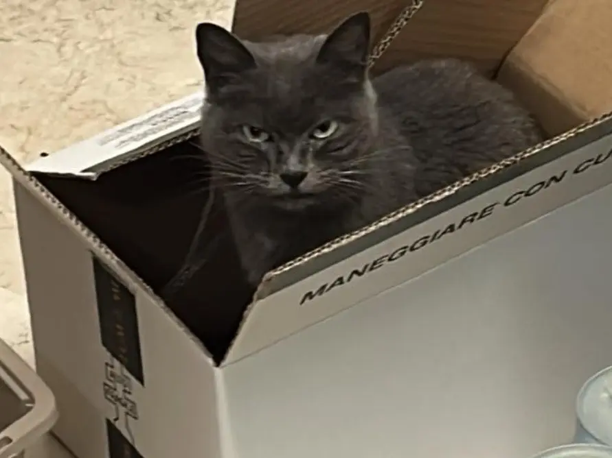 Adotta un gatto, femmina, 7 anni e 9 mesi, Verona