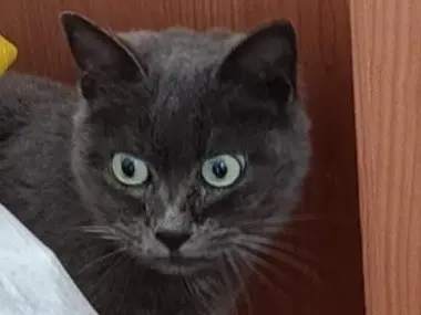 Adotta un gatto, taglia non valida, femmina, Verona