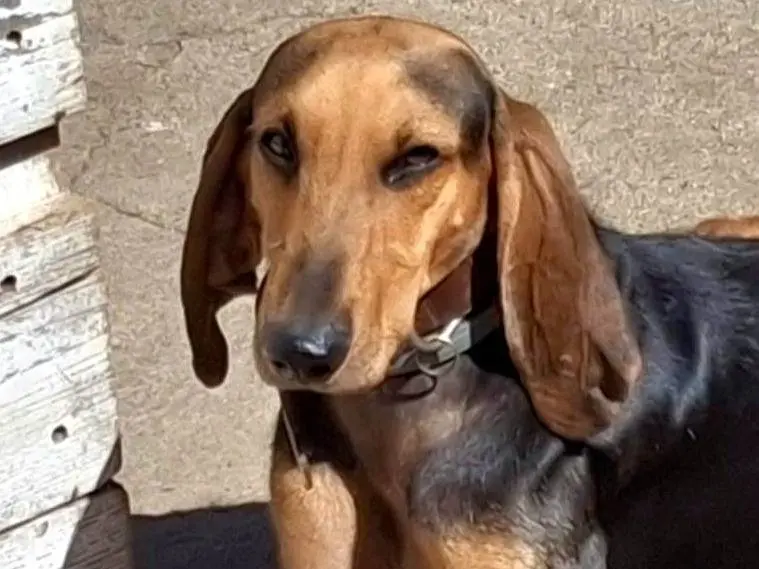 Adotta un cane, maschio, 4 anni e 4 mesi, Crotone