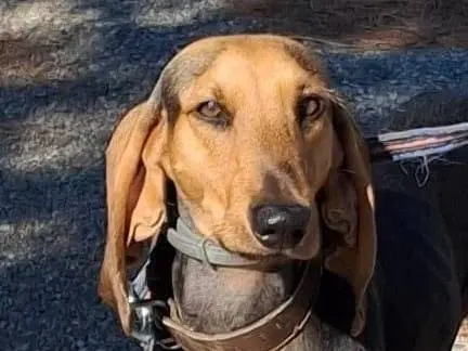 Adozione cane, maschio, Segugio, 4 anni e 4 mesi, taglia media, Crotone