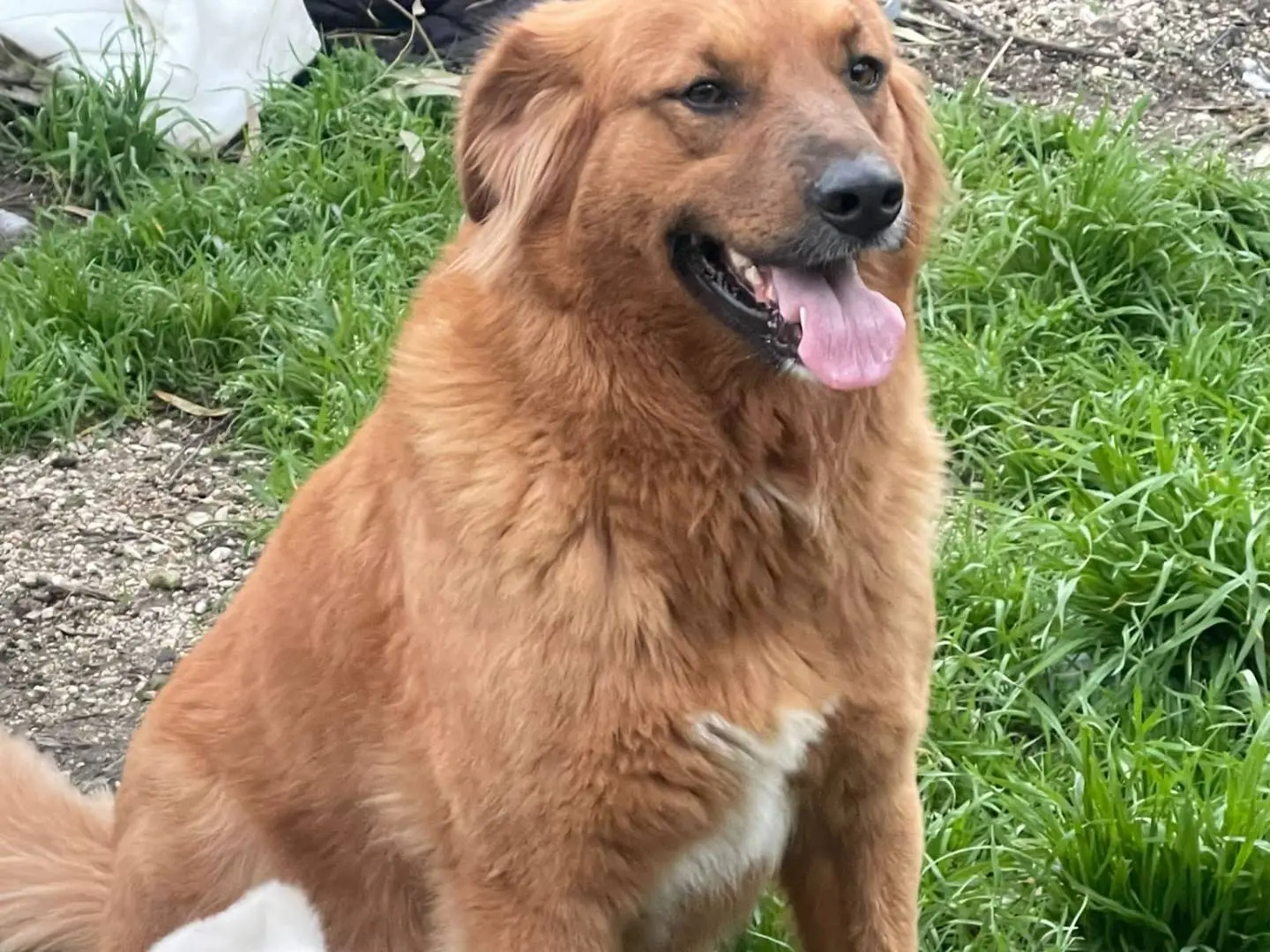 Adotta un cane, femmina, 4 anni e 5 mesi, Napoli