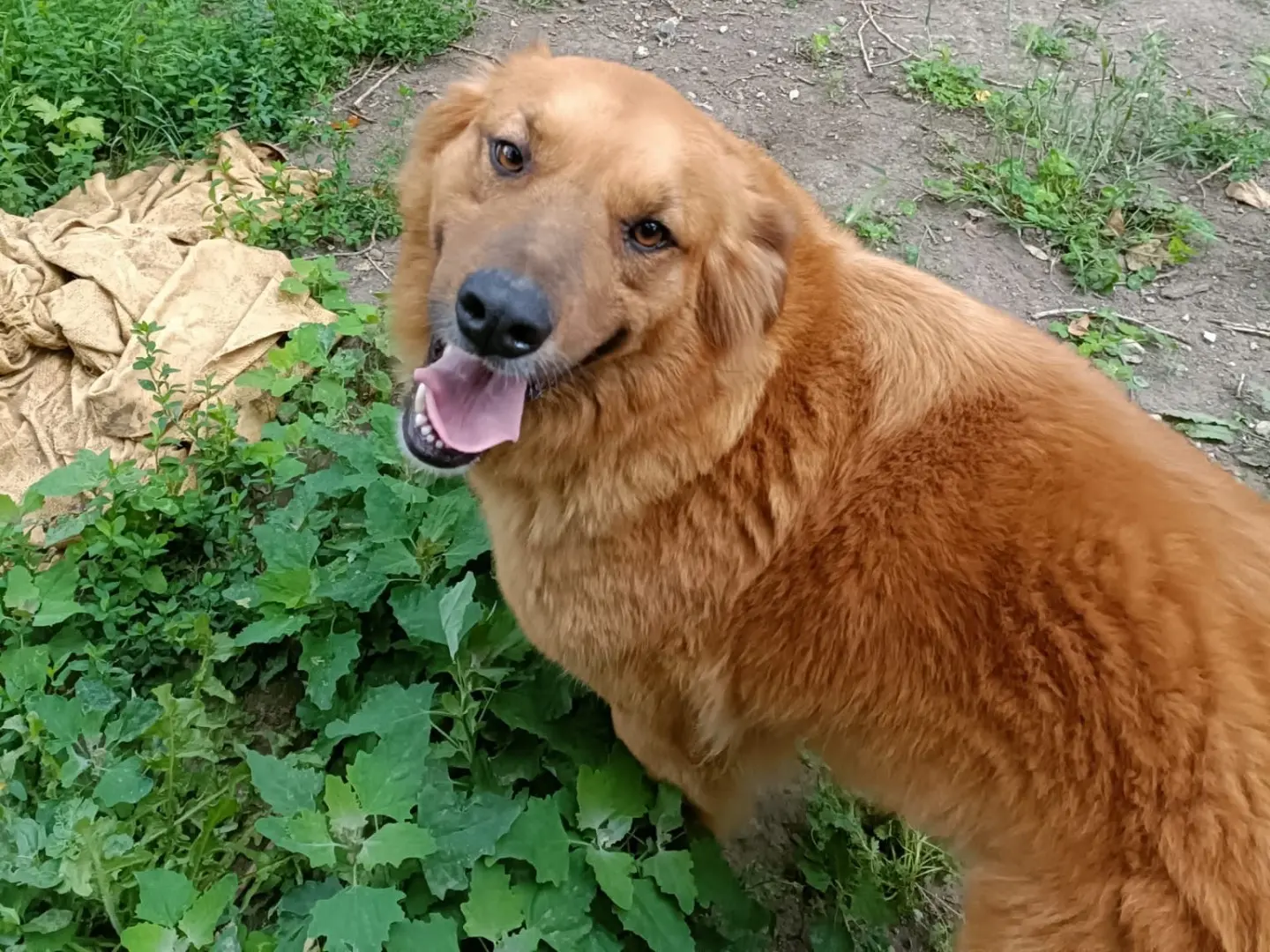 Adozione cane, femmina, Razza sconosciuta Razza sconosciuta, 4 anni e 5 mesi, taglia grande, Napoli